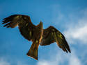 Black Kite