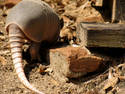 Armadillo