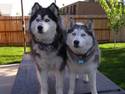 Huskies