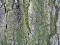 Mossy Bark