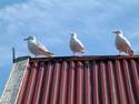 Birds On The Wall