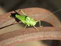 Green Cricket