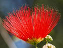 Red Wattle