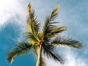 Palm Tree