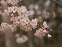 Pale Blossoms