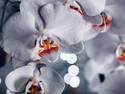 White Orchids