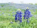 Texas Bluebonnets