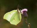 Perched On A Bud