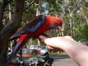 Rosella