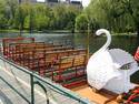 Swan Boat Ride