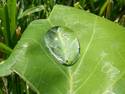 Leaf Glacier