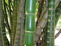 Bamboo Love