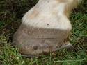 Horse Hoof