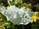 Dew Drops