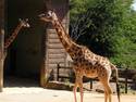 Giraffes