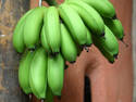 Green Bananas