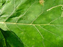 Leaf