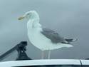 Drab Gull