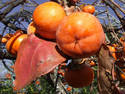 Persimmons