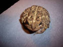 Toad