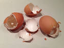 Egg Shells