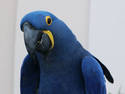 Parrot