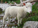 Pet Lamb