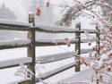 Winter Fence