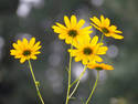 Yellow Flowers