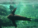 Playful Seal