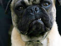 Pug Snarl