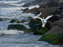 Fun On The Jetty