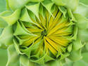 Green Sunflower