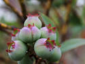 Unripened Blueberries