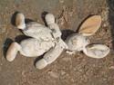 Lost Bunny Doll