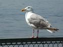 Bird On The Rail