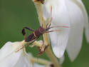 Petal Reacher