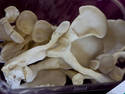 Oyster Mushrooms