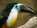 Toucan Do It