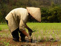 Rice Field