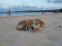 Beach Dog