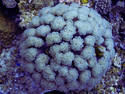 Coral Ball