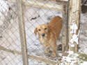 Doggie Jail