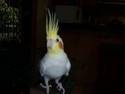 Dramatic Cockatiel