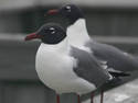 Two Gulls