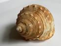 Sea Snail Shell