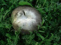 Mushroom