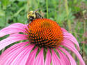 Bumble Bee Flower