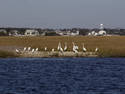 Wetlands Birds