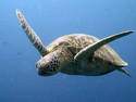 Sea Turtle Swimming